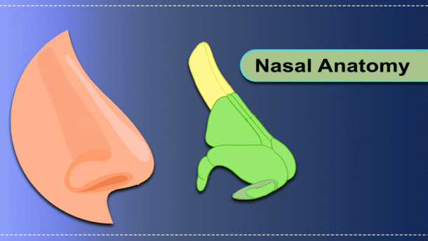 nasal anatomy by dr. dev roy